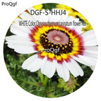 16usd Ngryise 5000Pcs A Set White Color Chrysan themum carinatum flower hot Seed DGF-S-HHJ4