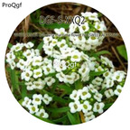 16usd Ngryise 5000Pcs A Set White color Lobularia maritima flower hot SWEET ALYSSUM Seed DGF-S-XXQ2