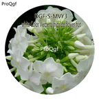 16usd Ngryise 5000Pcs A Set White Color Verbena hybrida flower hot Seed DGF-S-MVY3