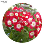 16usd Ngryise 5000Pcs A Set White with red edge color Verbena Hybrida Flower  hot Seed DGF-S-MVY4
