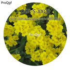16usd Ngryise 5000Pcs A Set Yellow Color Chrysan themum carinatum flower hot Seed DGF-S-HHJ5