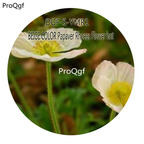 16usd Ngryise 5000Pcs A Set BEIGE COLOR Papaver Rhoeas Flower hot Seed DGF-S-YMR1