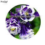 16usd Ngryise 5000Pcs A Set DOUBLE PETAL BLUE WHITE Columbine Aquilegia viridiflora flower hot Seed DGF-S-LDC1
