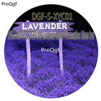 16usd Ngryise 5000Pcs A Set ENGLAND ROSE PERFUME Lavender Flower Plectranthus Mona hot Seed DGF-S-XYC01