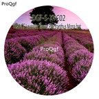 16usd Ngryise 5000Pcs A Set FRANCE Lavender Flower Plectranthus Mona hot Seed DGF-S-XYC02