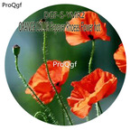 16usd Ngryise 5000Pcs A Set ORANGE COLOR Papaver Rhoeas Flower hot Seed DGF-S-YMR2