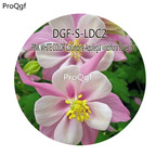 16usd Ngryise 5000Pcs A Set Pink white color Columbine Aquilegia viridiflora flower hot Seed DGF-S-LDC2