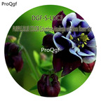 16usd Ngryise 5000Pcs A Set Purple blue color Columbine Aquilegia viridiflora flower hot Seed DGF-S-LDC3