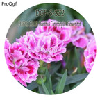 16usd Ngryise 5000Pcs A Set PURPLE COLOR Dianthus Caryophyllus Flower hot Seed DGF-S-SZ2