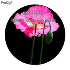 16usd Ngryise 5000Pcs A Set PURPLE COLOR Papaver Rhoeas Flower hot Seed DGF-S-YMR3