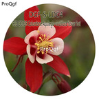 16usd Ngryise 5000Pcs A Set RED COLOR Columbine Aquilegia viridiflora flower hot Seed DGF-S-LDC4