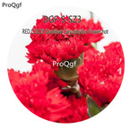 16usd Ngryise 5000Pcs A Set RED COLOR Dianthus Caryophyllus Flower hot Seed DGF-S-SZ3