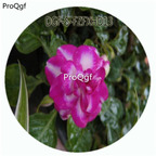18usd Ngryise 100Pcs A Set Purple White Stripe Color Impatiens Walleriana Flower Hot Seed DGF-S-FZFXHD13