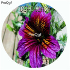 18usd Ngryise 100Pcs A Set Purple Yellow Double Color Schizanthus Pinnatus Flower Hot Seed DGF-S-EDHD4