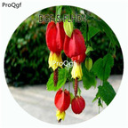 18usd Ngryise 100Pcs A Set Red Color Abutilon Striatum Dickson Flower Hot Seed DGF-S-FLHD4