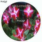 18usd Ngryise 100Pcs A Set Red White Stripe Color Impatiens Walleriana Flower Hot Seed DGF-S-FZFXHD15