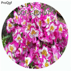 18usd Ngryise 100Pcs A Set White With Purple Edge Color Schizanthus Pinnatus Flower Hot Seed DGF-S-EDHD7