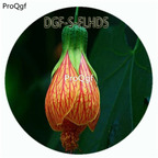 18usd Ngryise 100Pcs A Set Red Yellow Stripe Color Abutilon Striatum Dickson Flower Hot Seed DGF-S-FLHD5