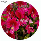 18usd Ngryise 100Pcs A Set Watermelon Red Color Schizanthus Pinnatus Flower Hot Seed DGF-S-EDHD5