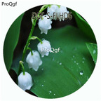 18usd Ngryise 100Pcs A Set White Color Abutilon Striatum Dickson Flower Hot Seed DGF-S-FLHD6