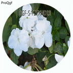 18usd Ngryise 100Pcs A Set White Color Impatiens Walleriana Flower Hot Seed DGF-S-FZFXHD18