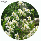 18usd Ngryise 100Pcs A Set White Color Schizanthus Pinnatus Flower Hot Seed DGF-S-EDHD6