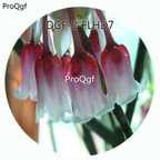 18usd Ngryise 100Pcs A Set White Red Double Color Abutilon Striatum Dickson Flower Hot Seed DGF-S-FLHD7