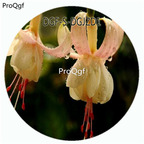 18usd Ngryise 800Pcs A Set Beige Color Fuchsia Hybrida Hort Flower Hot Seed DGF-S-DGJZD1