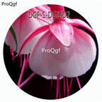 18usd Ngryise 800Pcs A Set Pink Color Fuchsia Hybrida Hort Flower Hot Seed DGF-S-DGJZD2