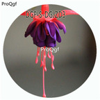 18usd Ngryise 800Pcs A Set Red Blue Double Color Fuchsia Hybrida Hort Flower Hot Seed DGF-S-DGJZD3