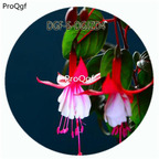 18usd Ngryise 800Pcs A Set White Watermelon Red Double Color Fuchsia Hybrida Hort Flower Hot Seed DGF-S-DGJZD4