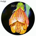 18usd Ngryise 800Pcs A Set Yellow Purple Stripe Color Fuchsia Hybrida Hort Flower Hot Seed DGF-S-DGJZD5