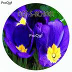 18Usd Ngryise 100Pcs A Set Blue Color Primula Malacoides Flower Hot Seed DGF-S-BCHD01