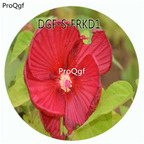 18usd Ngryise 100Pcs A Set Dark Red Color Hibiscus Moscheutos Flower Hot Seed DGF-S-FRKD1