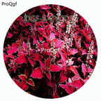 18usd Ngryise 100Pcs A Set Dark Red With White Edge Color Coleus Scutellarioides Flower Hot Seed DGF-S-CYCD1