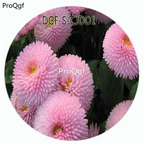 18usd Ngryise 100Pcs A Set Double Petal Pink Color Bellis Perennis Flower Hot Seed DGF-S-CJDD1
