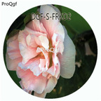 18usd Ngryise 100Pcs A Set Double Petal Pink Color Hibiscus Moscheutos Flower Hot Seed DGF-S-FRKD2