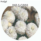 18usd Ngryise 100Pcs A Set Double Petal White Color Bellis Perennis Flower Hot Seed DGF-S-CJDD3