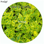 18usd Ngryise 100Pcs A Set Green With Yellow Edge Color Coleus Scutellarioides Flower Hot Seed DGF-S-CYCD2