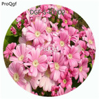 18usd Ngryise 100Pcs A Set Pink Color Pericallis Hybrida Flower Hot Seed DGF-S-GYJD2