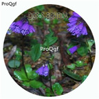 18usd Ngryise 100Pcs A Set Primula amethystina  Primula Malacoides Flower Hot Seed DGF-S-BCHD04