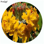 18usd Ngryise 100Pcs A Set Primula bulleyana Primula Malacoides Flower Hot Seed DGF-S-BCHD05