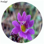 18usd Ngryise 100Pcs A Set Primula farinosa Primula Malacoides Flower Hot Seed DGF-S-BCHD06