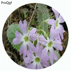 18usd Ngryise 100Pcs A Set Primula odontocalyx Primula Malacoides Flower Hot Seed DGF-S-BCHD07