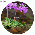 18usd Ngryise 100Pcs A Set Primula russeola Primula Malacoides Flower Hot Seed DGF-S-BCHD08