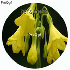 18usd Ngryise 100Pcs A Set Primula sikkimensis  Primula Malacoides Flower Hot Seed DGF-S-BCHD09
