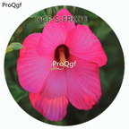 18usd Ngryise 100Pcs A Set Purple Color Hibiscus Moscheutos Flower Hot Seed DGF-S-FRKD3