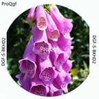 18usd Ngryise 100Pcs A Set Purple Color Moluccella Laevis Flower Hot Seed DGF-S-BKHD2