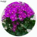 18usd Ngryise 100Pcs A Set Purple Color Pericallis Hybrida Flower Hot Seed DGF-S-GYJD3