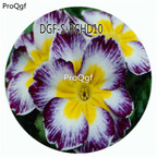 18usd Ngryise 100Pcs A Set Purple White Color Primula Malacoides Flower Hot Seed DGF-S-BCHD10